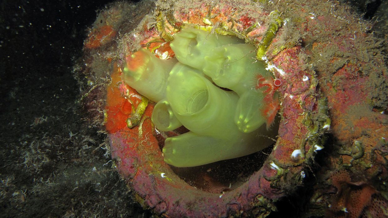 060 Cione jaune (Ciona cf intestinalis).JPG - Cione jaune (Ciona cf intestinalis) : Coloration jaune plus ou moins translucide